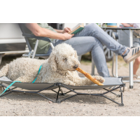 PHO IMAGE DOG Goldendoodle Ole Campingbett knabbert Kauartikel 1 #SALL #AWK #V1