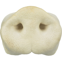 PHO PRO CLIP 2722 2 #SALL #AWK #V1