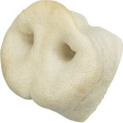 PHO PRO CLIP 2722 3 #SALL #AWK #V1