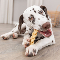 PHO PRO DOG 27153 6 #SALL #AWK #V1