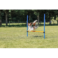 PHO PRO DOG 3207 10 #SALL #AWK #V1